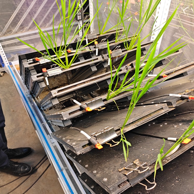 高通量植物根系表型采集分析系统(根盒式)  TPN-GXY-GH