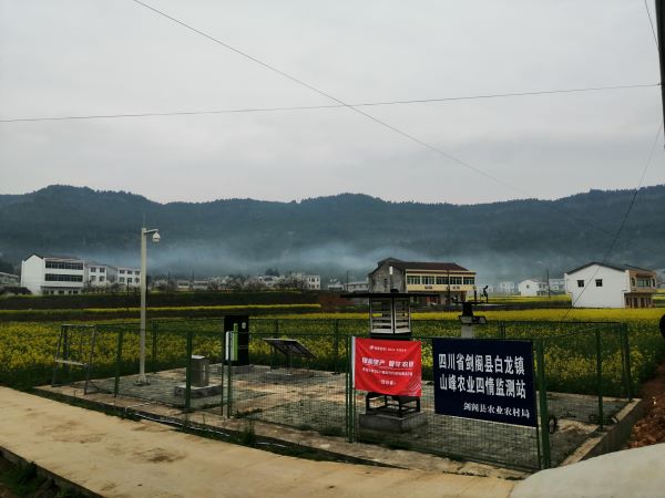 91视频网址入口病虫害监测点 91视频网址入口病虫害监测点