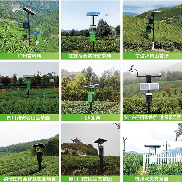 91视频网址入口茶园绿色防控技术方案应用 91视频网址入口茶园绿色防控技术方案应用