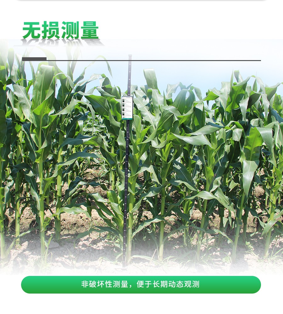 玉米株型分析系统 玉米株型分析系统